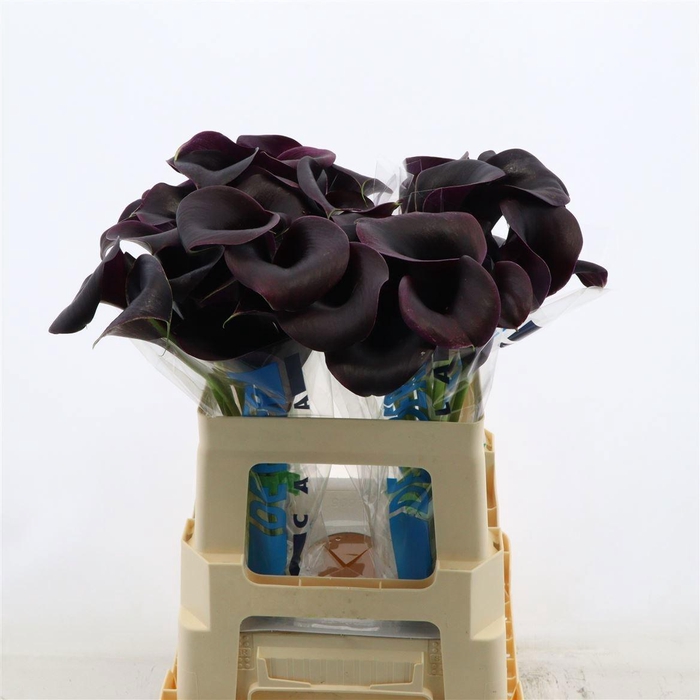 <h4>ZANT CAPT CARRERA</h4>