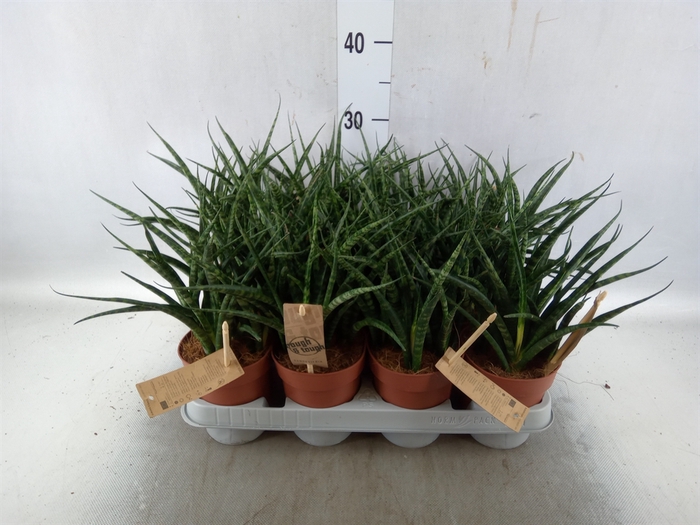 <h4>Sansevieria  'Fernwood'</h4>