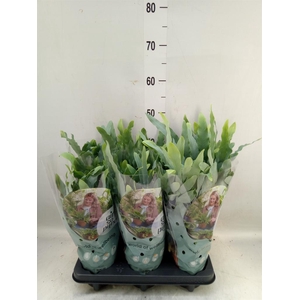 Phlebodium aureum 'Blue Star'