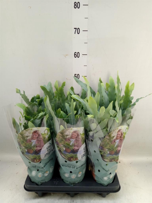 <h4>Phlebodium aureum 'Blue Star'</h4>