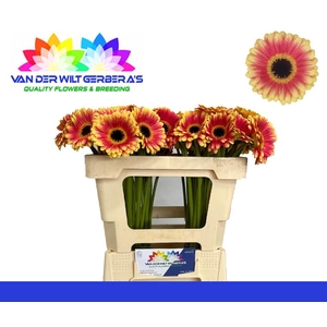 Germini Holy Moly Water