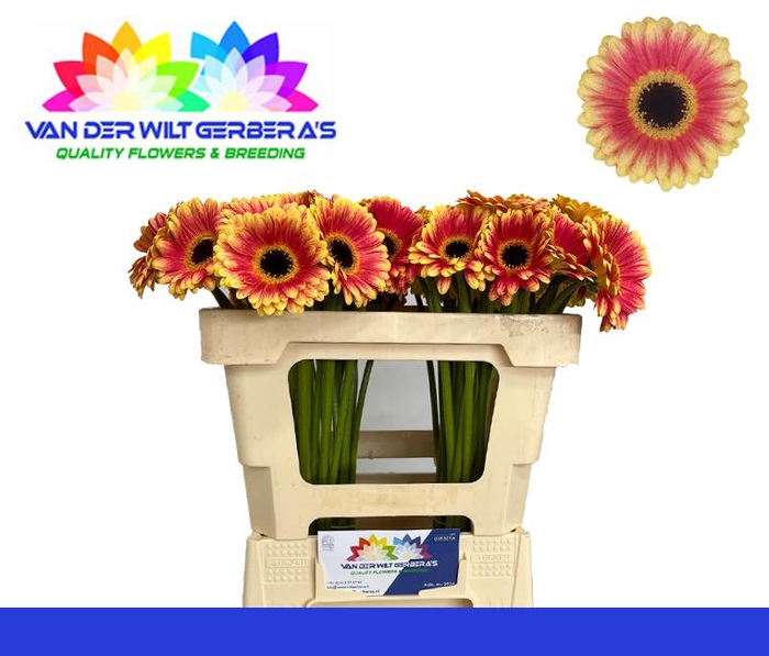 <h4>Germini Holy Moly Water</h4>