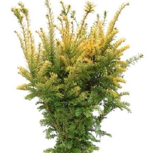 Co Taxus Baccata Semperaurea