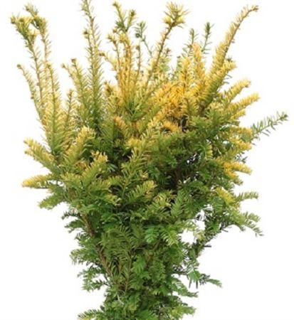 <h4>Co Taxus Baccata Semperaurea</h4>