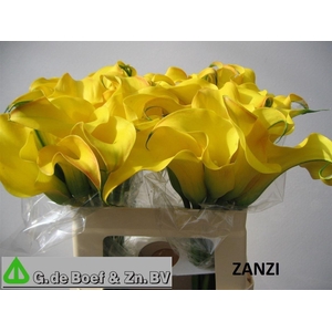 Zant Sansi