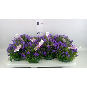 Campanula porten. 'Ambella In Prpl'