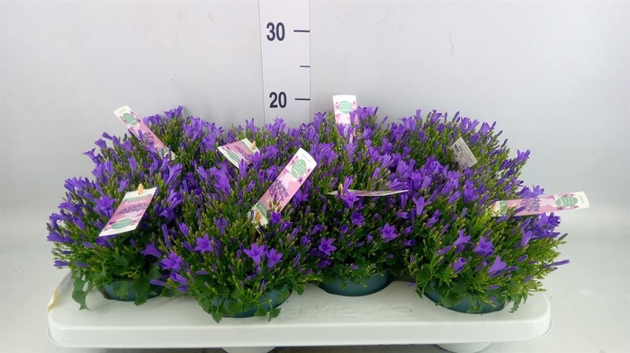 <h4>Campanula porten. 'Ambella In Prpl'</h4>