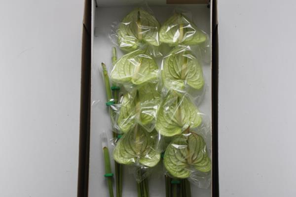 <h4>Anth A Extase X 16</h4>