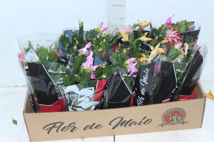 <h4>FLOR DE MAIO P11</h4>