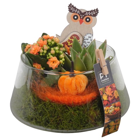 <h4>PTHG3399 Arrangementen kamerplanten</h4>