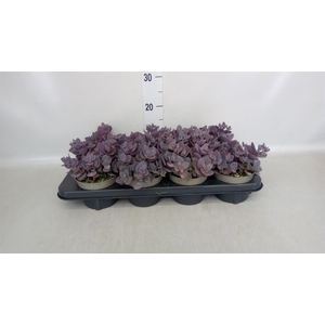 Sedum   ...