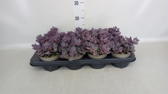 <h4>Sedum   ...</h4>