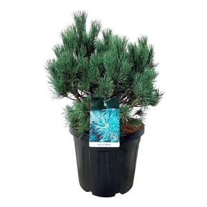 Pinus sylv. 'Watereri'