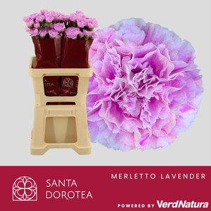 DI ST Merletto Lavender SEL