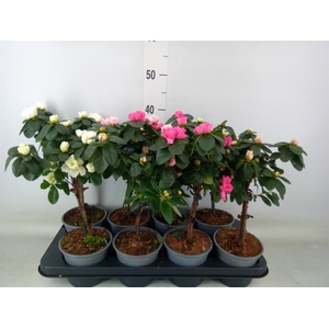 Rhododendron sim.   ...