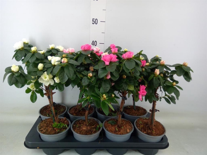 <h4>Rhododendron sim.   ...</h4>