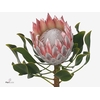 Protea Cynaroides Mini