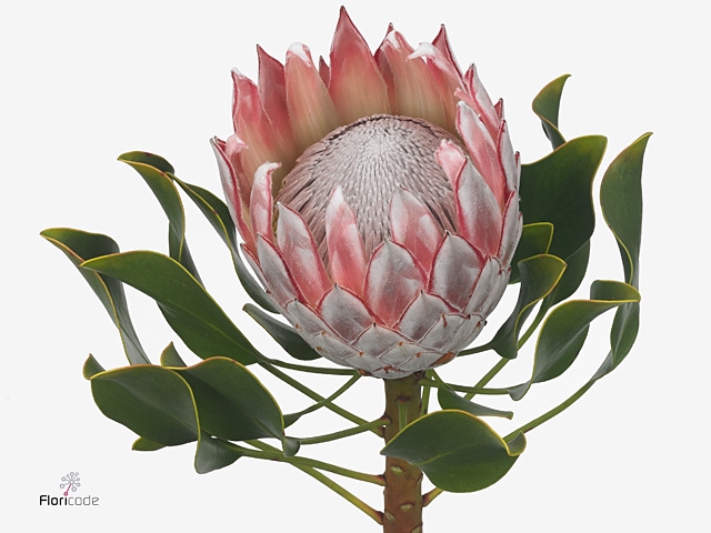 Protea Cynaroides Mini