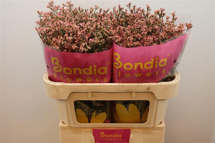 <h4>LIM SIN MAX DIA</h4>