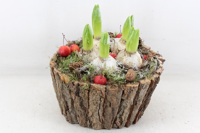 <h4>arr4 Hyacint PL  - Boomschors rond XL</h4>