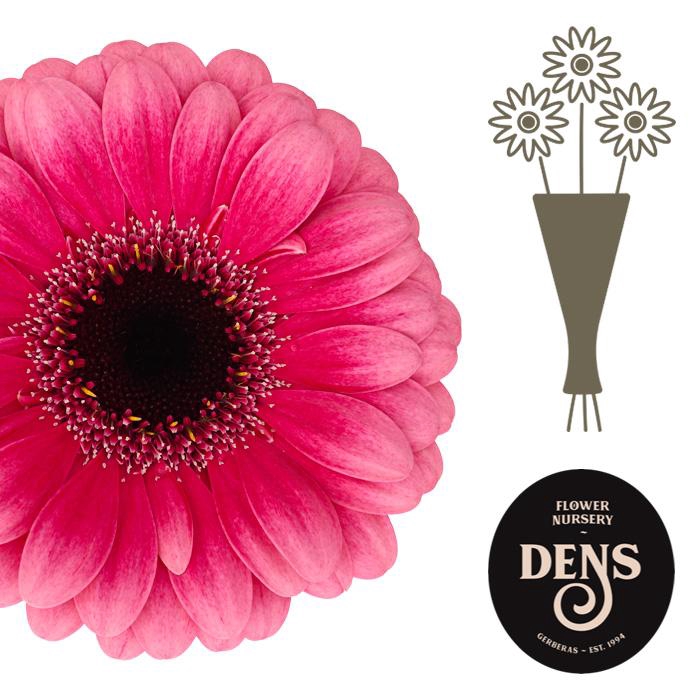 <h4>Germini Amelie Water</h4>