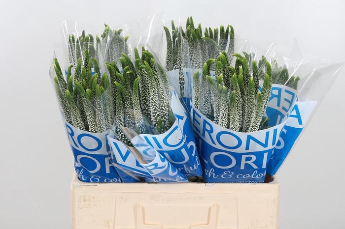 <h4>Veronica Caya Wit</h4>