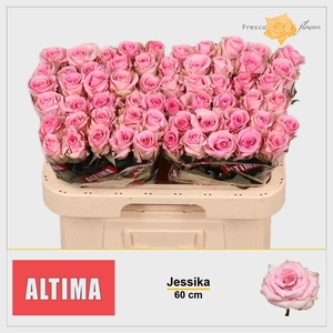 R GR JESSIKA