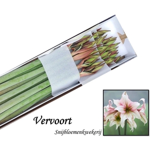 AMARYLLIS MAGIC GREEN