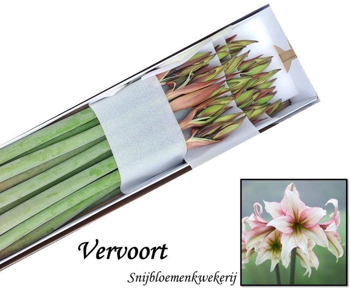 <h4>AMARYLLIS MAGIC GREEN</h4>