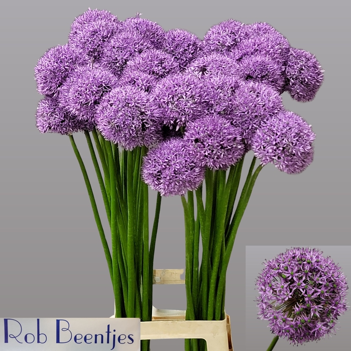 <h4>ALLIUM GLADIATOR</h4>