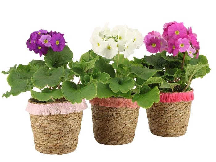 <h4>2501163: Solutionss Love</h4>