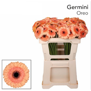 Ge Mi Oreo