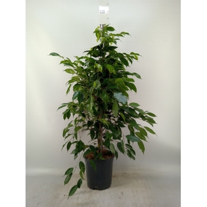Ficus benja. 'Exotica'