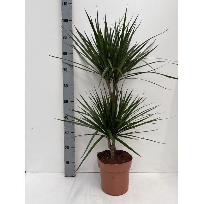 <h4>DRA MARGINATA</h4>