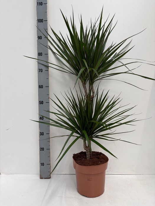 <h4>DRA MARGINATA</h4>