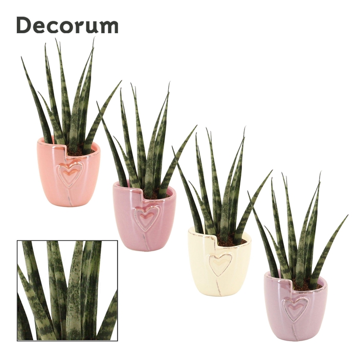 <h4>Sansevieria Fernwood 6 cm in Joa (Special moods-collection)</h4>