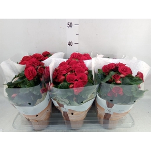 Begonia elat. DU 'Halo'