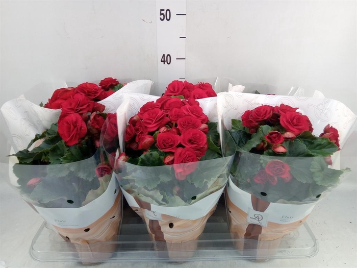 <h4>Begonia elat. DU 'Halo'</h4>