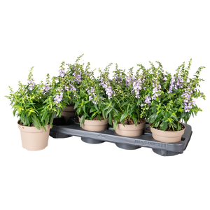 Angelonia Blauw