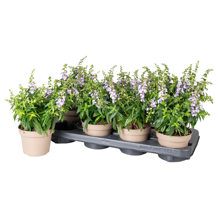 <h4>Angelonia Blauw</h4>