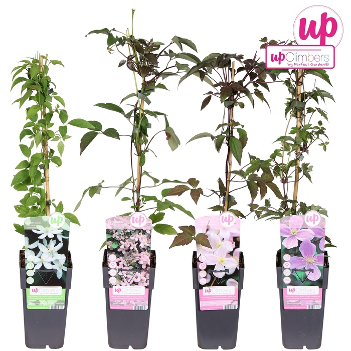 <h4>Clematis Montana mix etage</h4>