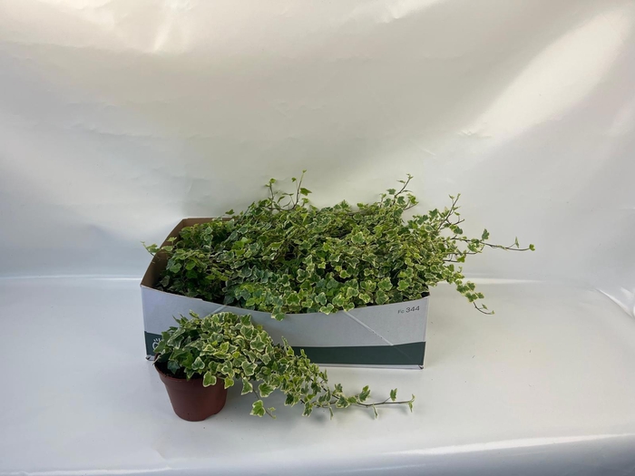 <h4>HED HE WHITE WONDER</h4>