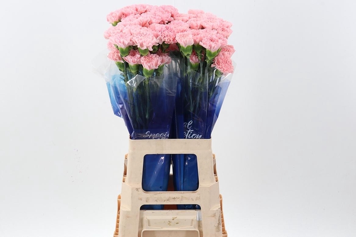 <h4>Di St Doncel hi</h4>