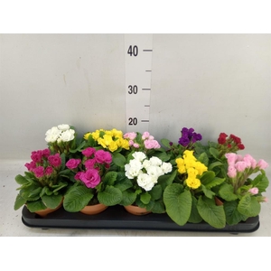Primula ac.   ...mix