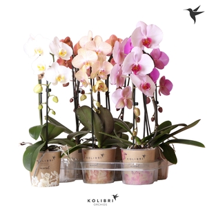 Kolibri Orchids Cascade Niagara Fall mix 1 spike 60cm