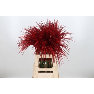 Miscanthus Kl Bh Rood