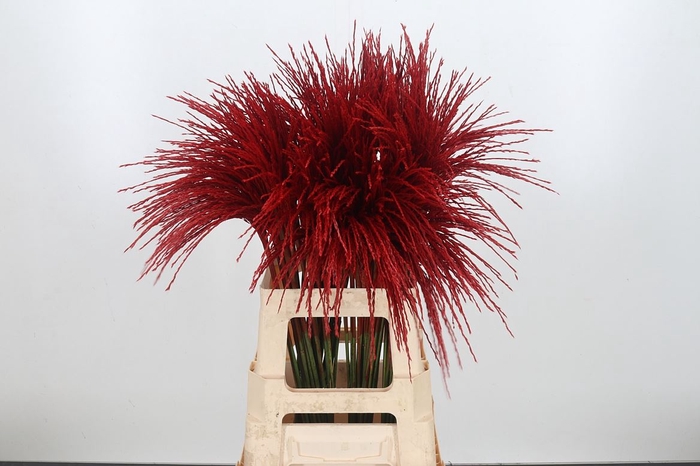 <h4>Miscanthus Kl Bh Rood</h4>