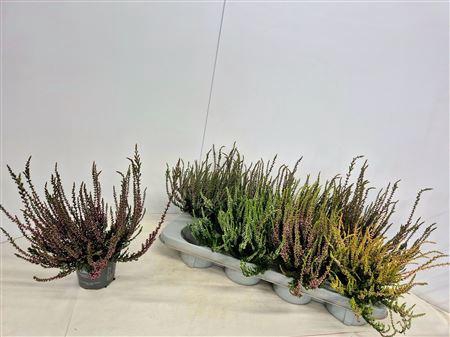 <h4>Callu Nova Gem 4 Kl</h4>