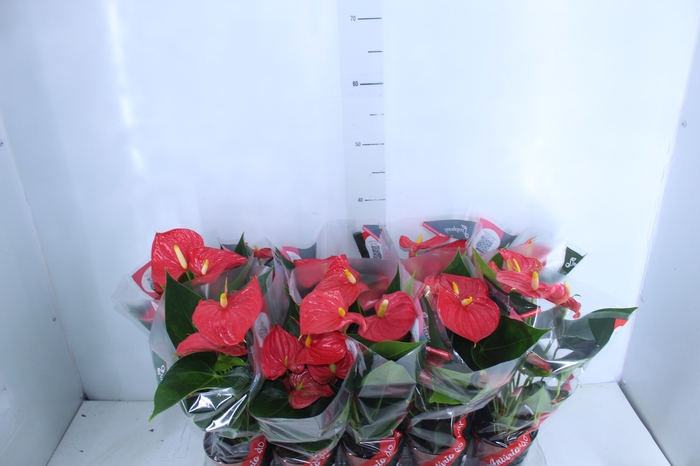 <h4>ANTHURIUM ESUDO P12</h4>