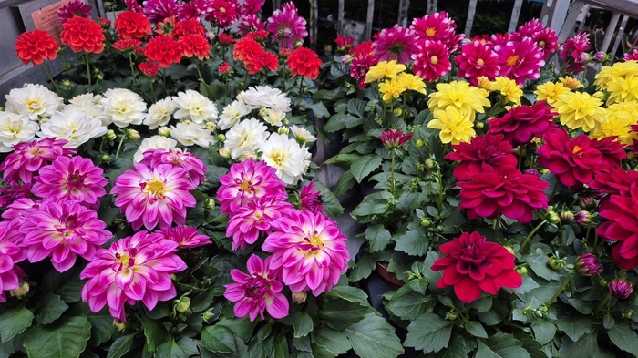 <h4>DAHLIA MIXK 5 KL</h4>